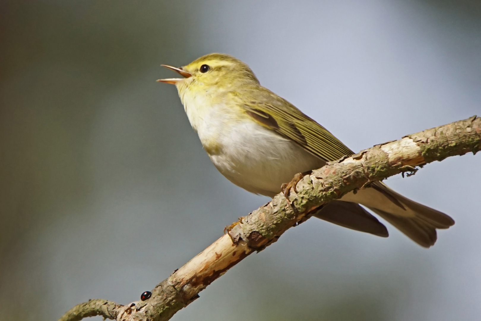 Waldlaubsänger (Phylloscopus sibilatrix), Männchen