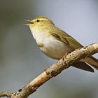 Waldlaubsänger (Phylloscopus sibilatrix), Männchen