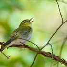 Waldlaubsänger trällert sich einen ab