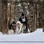 Waldlauf bei der Hundeschlitten WM - Werfenweng