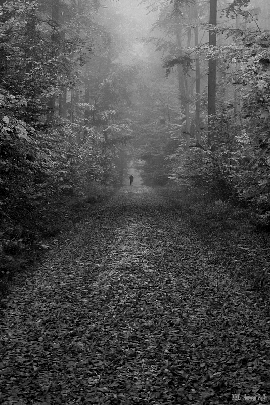 Waldlauf im Herbst