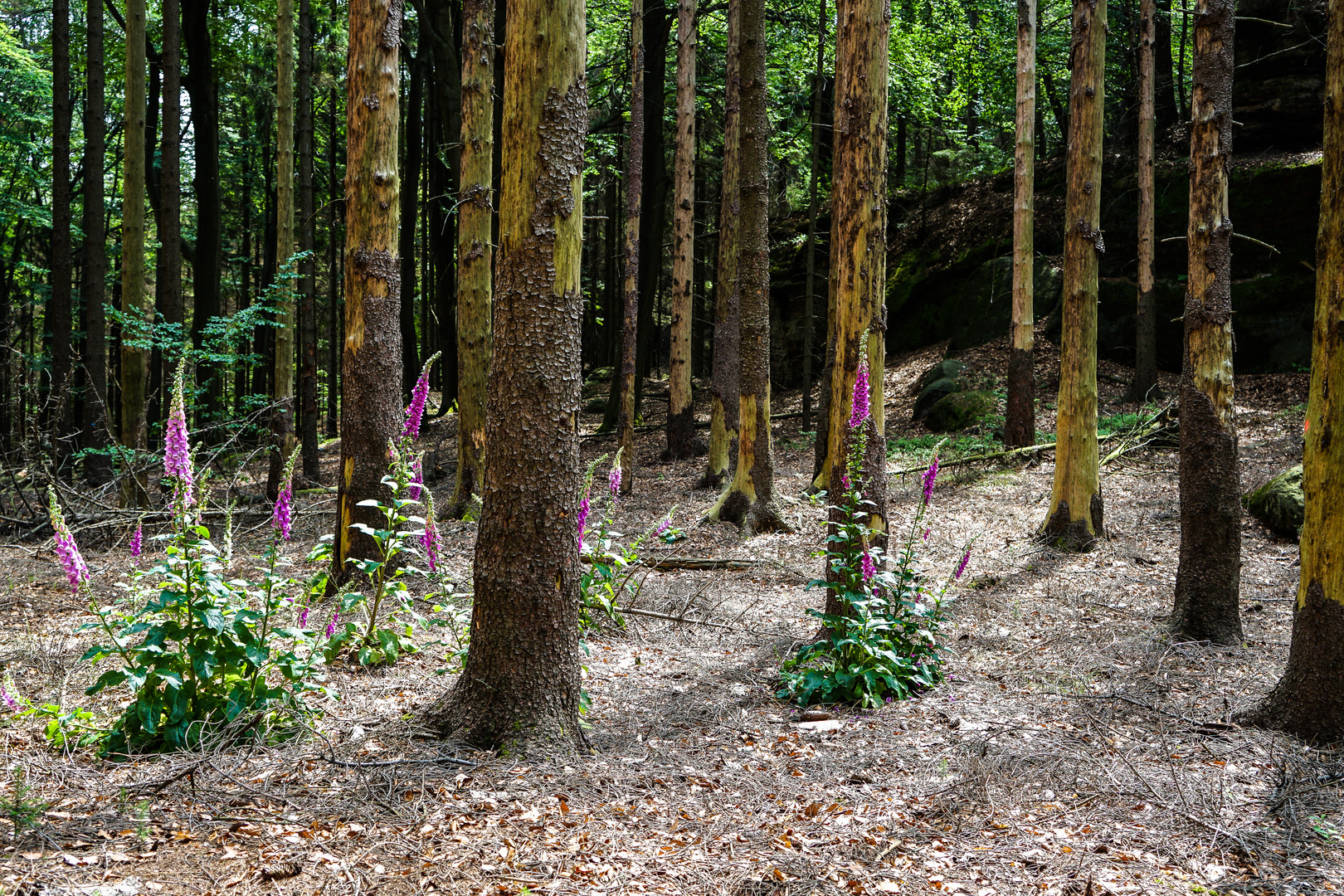 Wald.Leben und Sterben