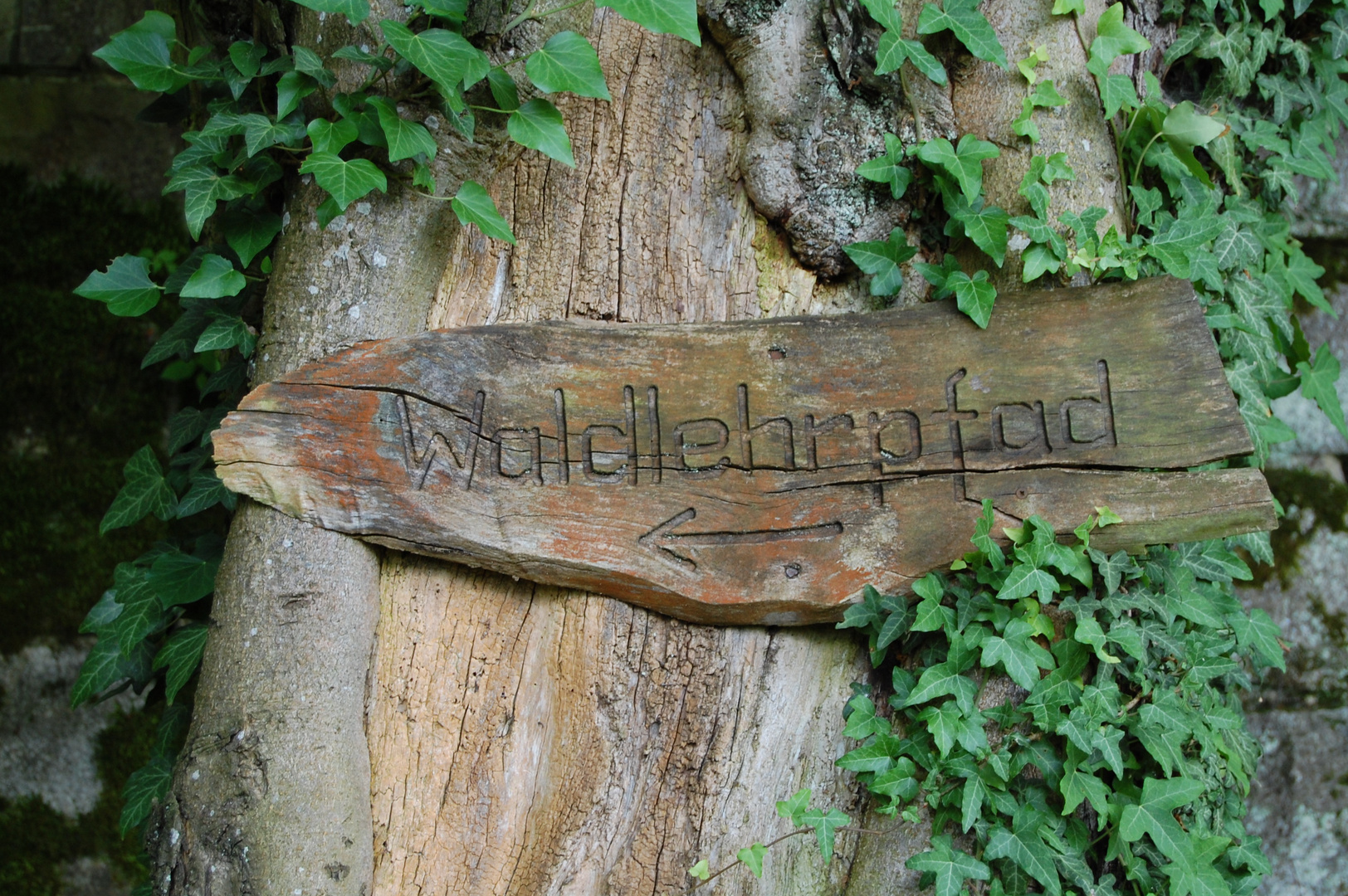 Waldlehrpfad