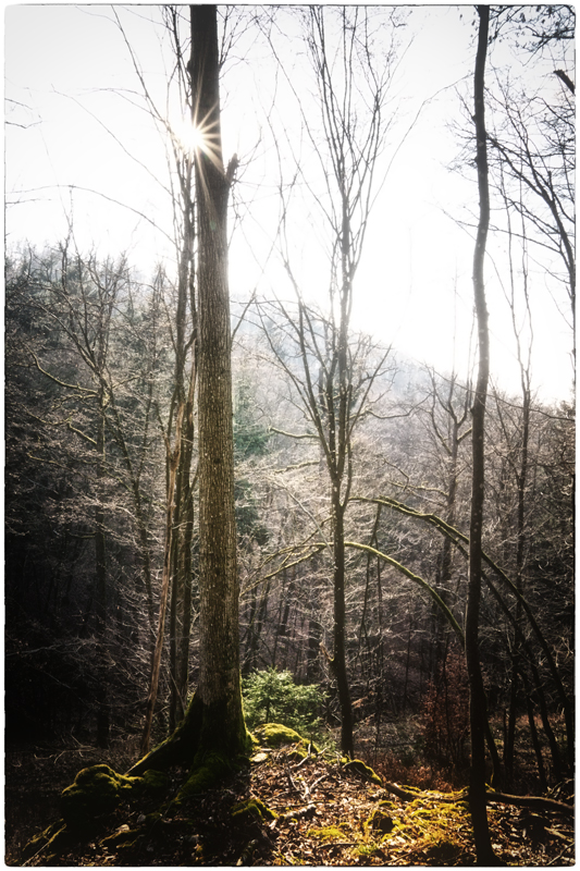 .Wald.Leuchten.