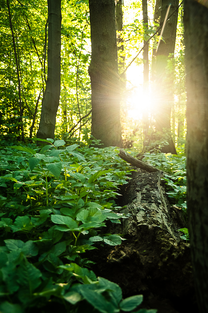 Waldlicht