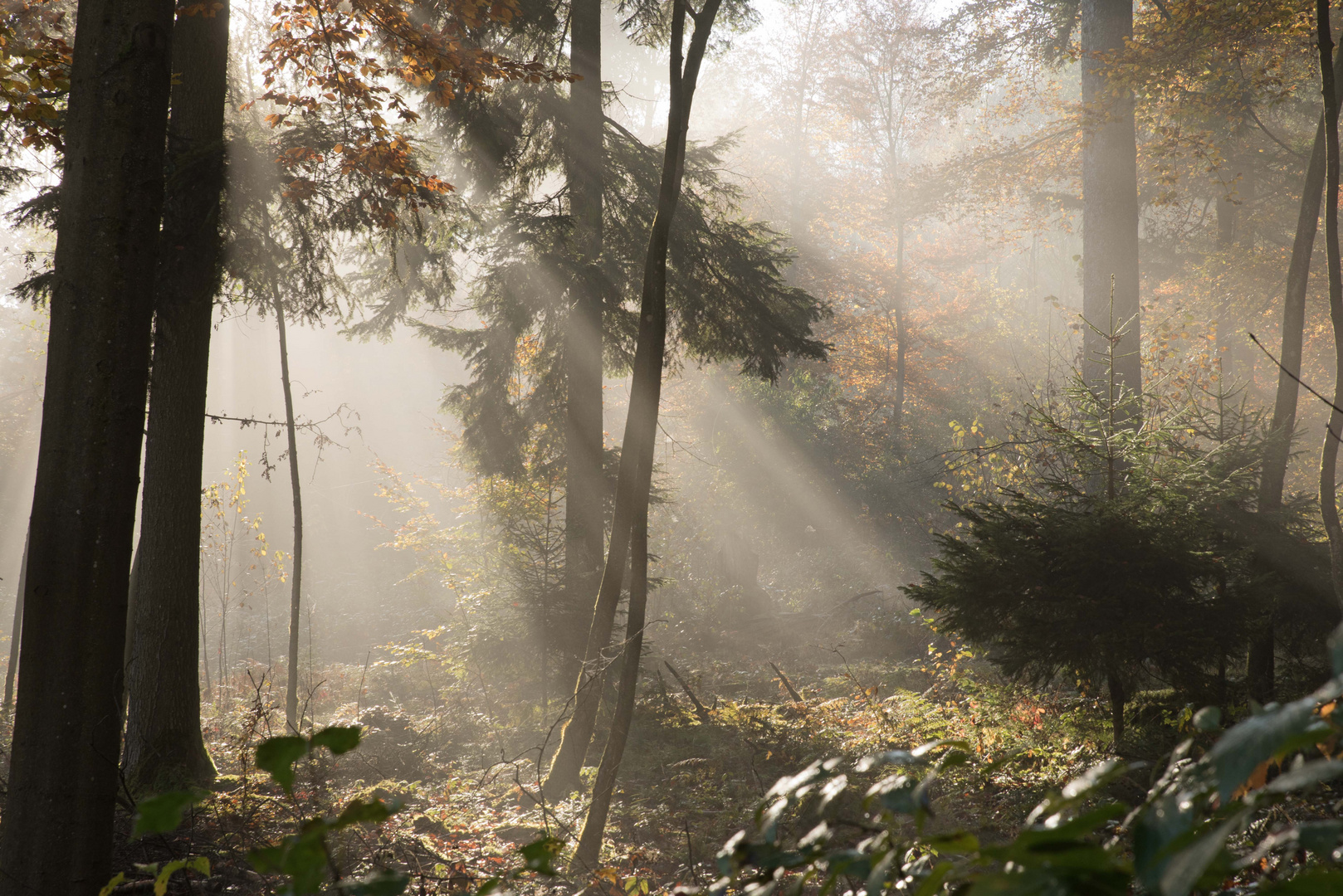 Waldlicht