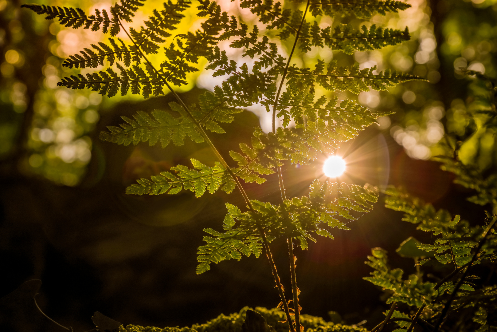 Waldlicht