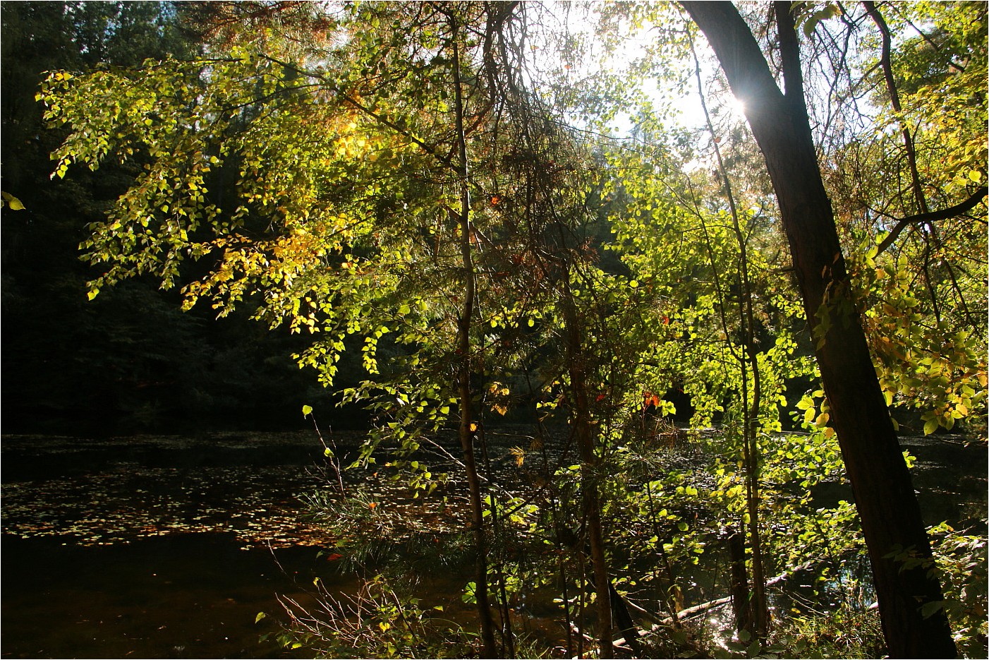 Waldlicht (3)