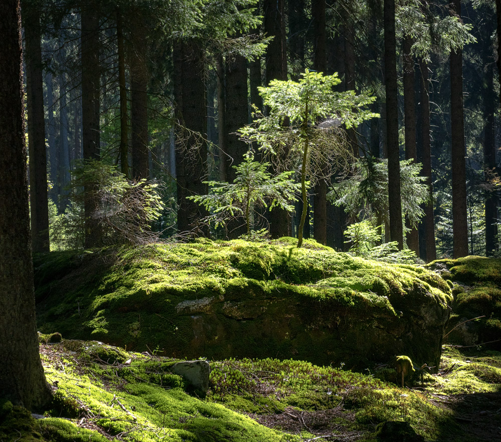 Waldlicht