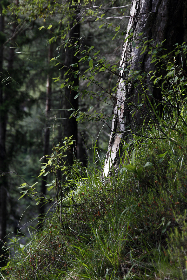 Waldlicht