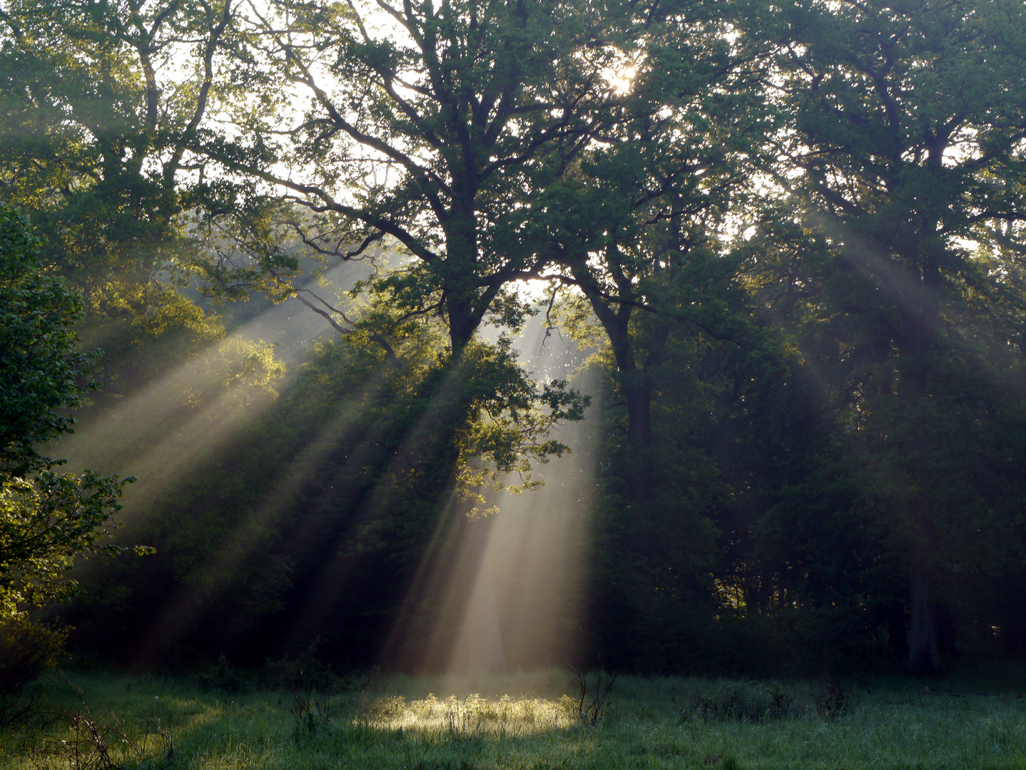 Waldlicht