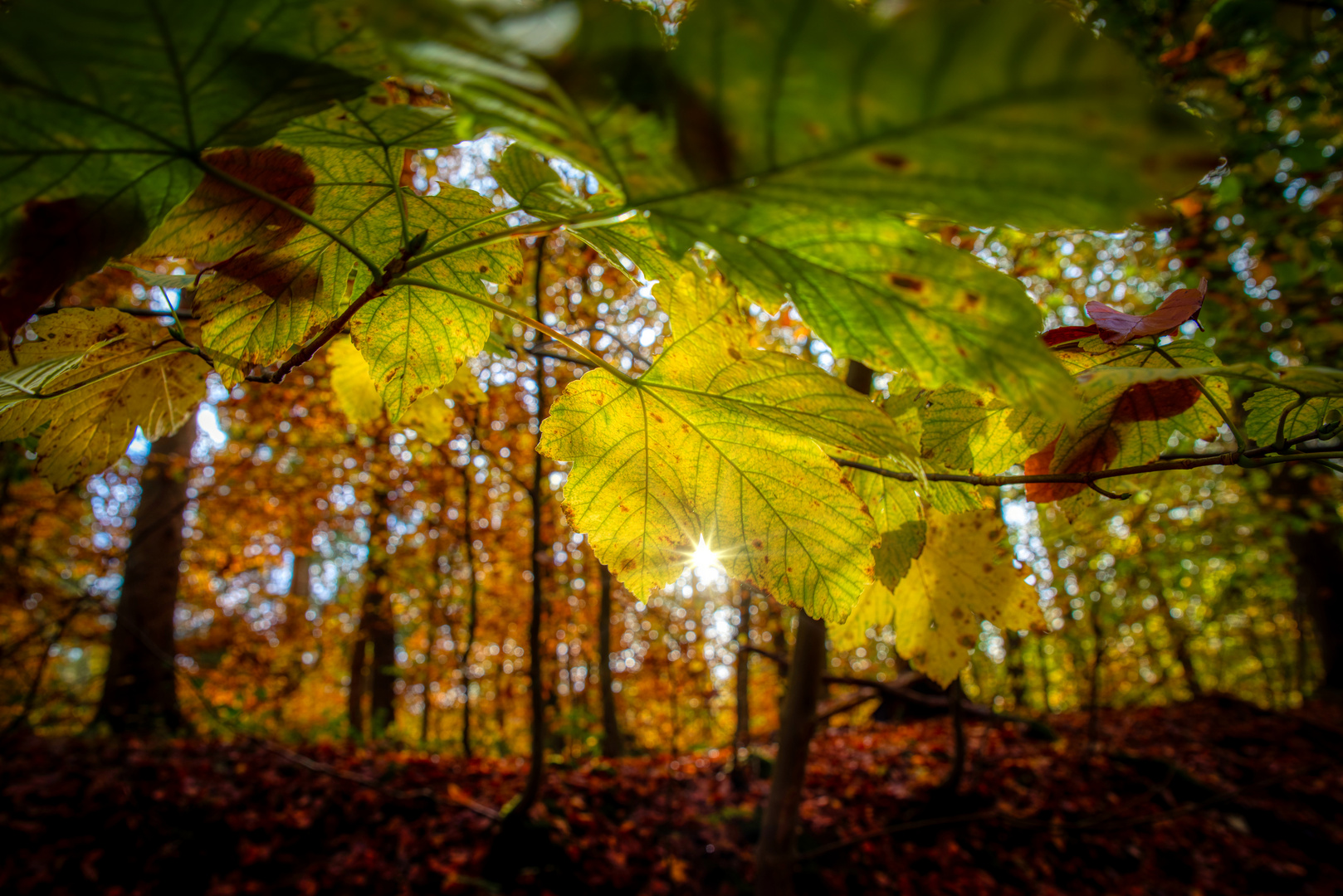 Waldlicht