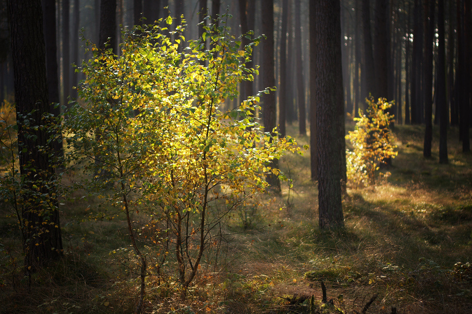 Waldlicht