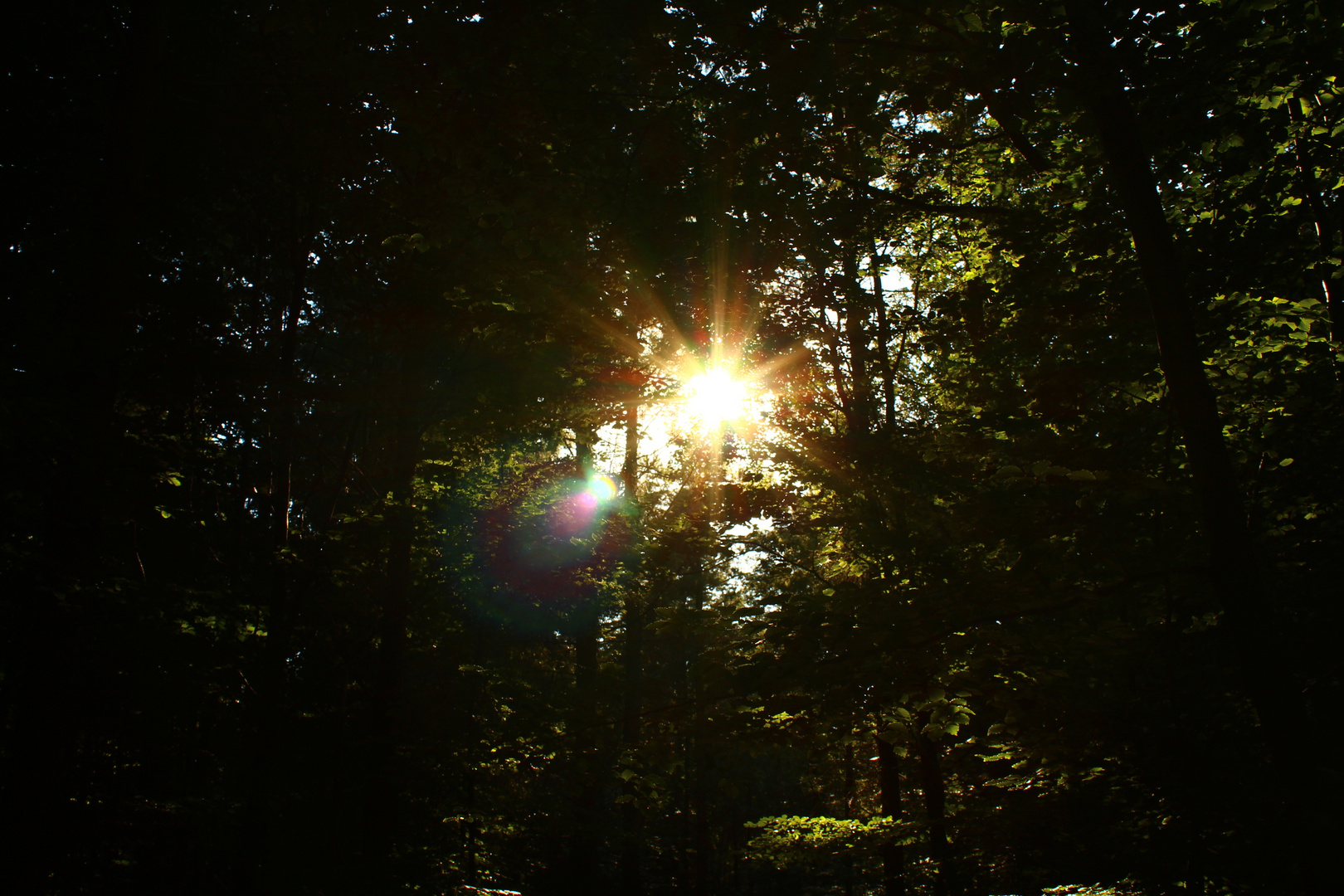 Waldlicht