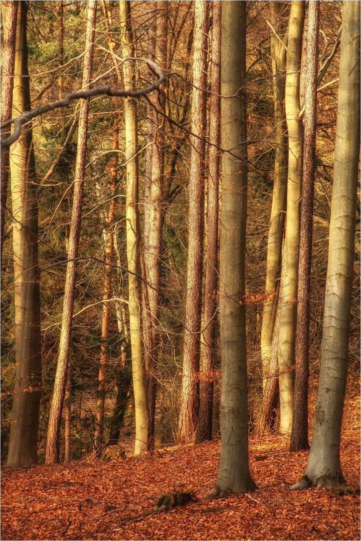 Waldlicht