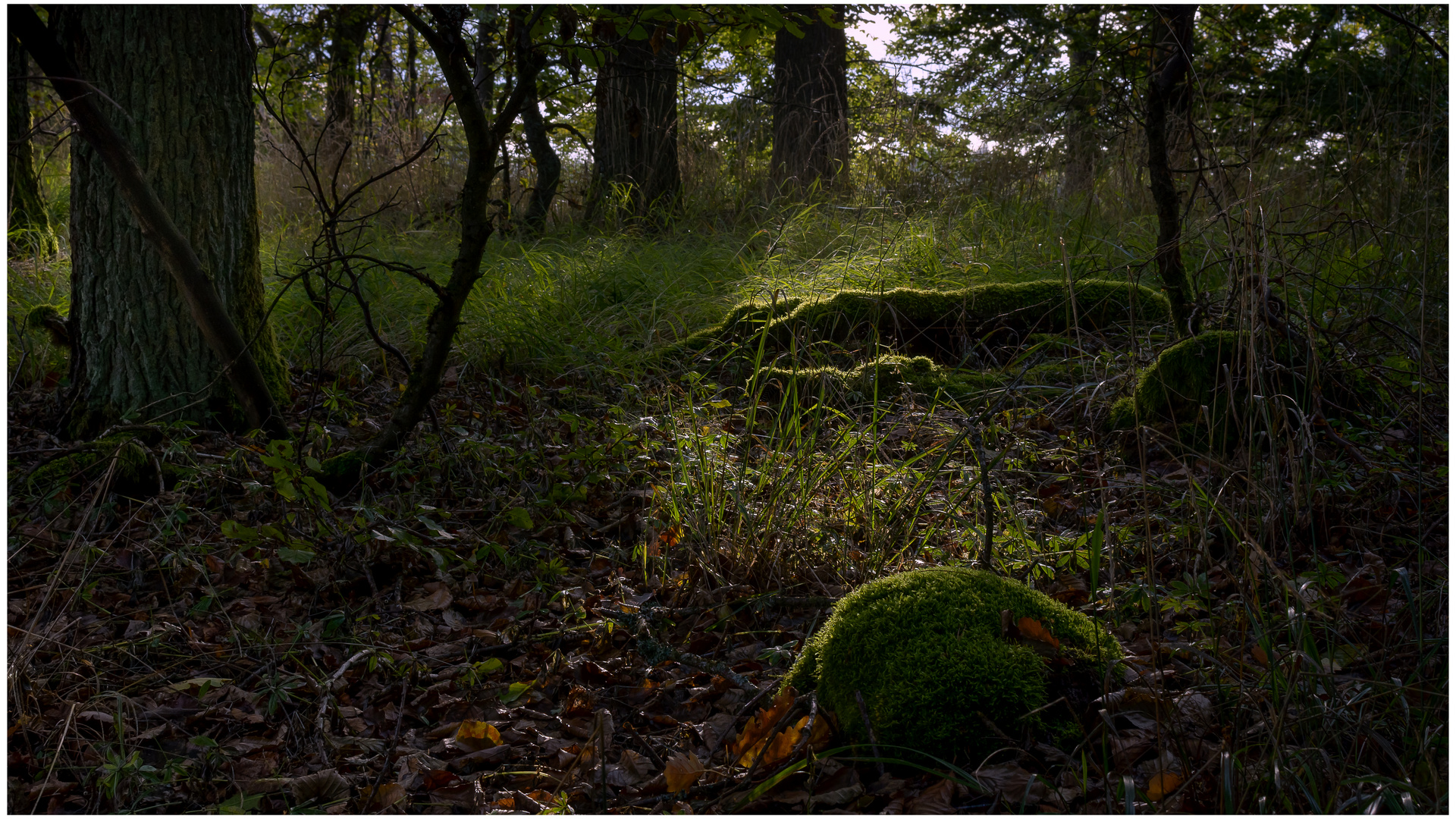 Waldlicht