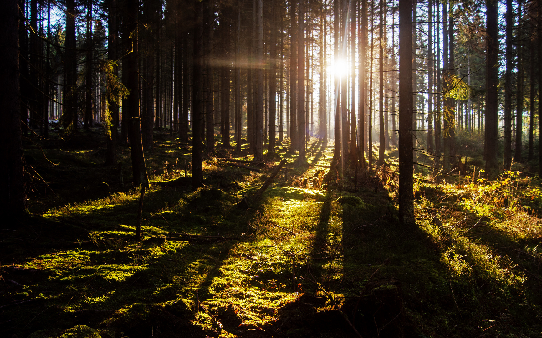 Waldlicht