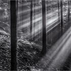 wald.licht