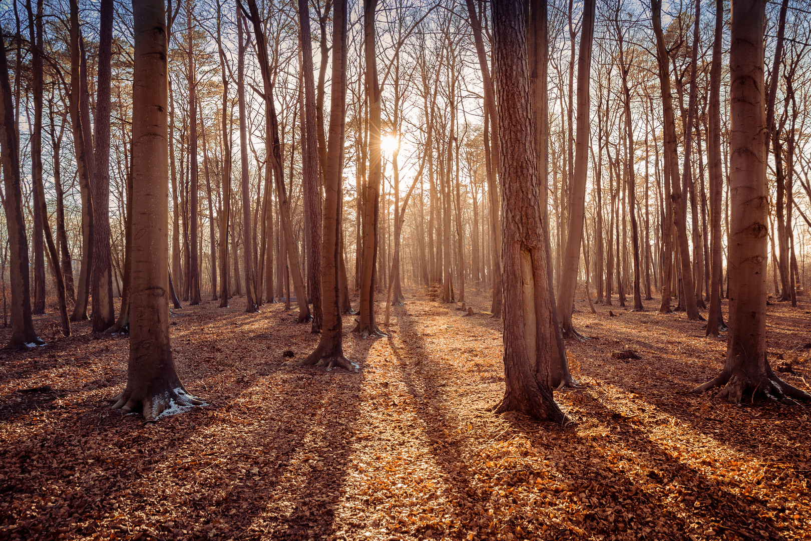 Waldlicht.