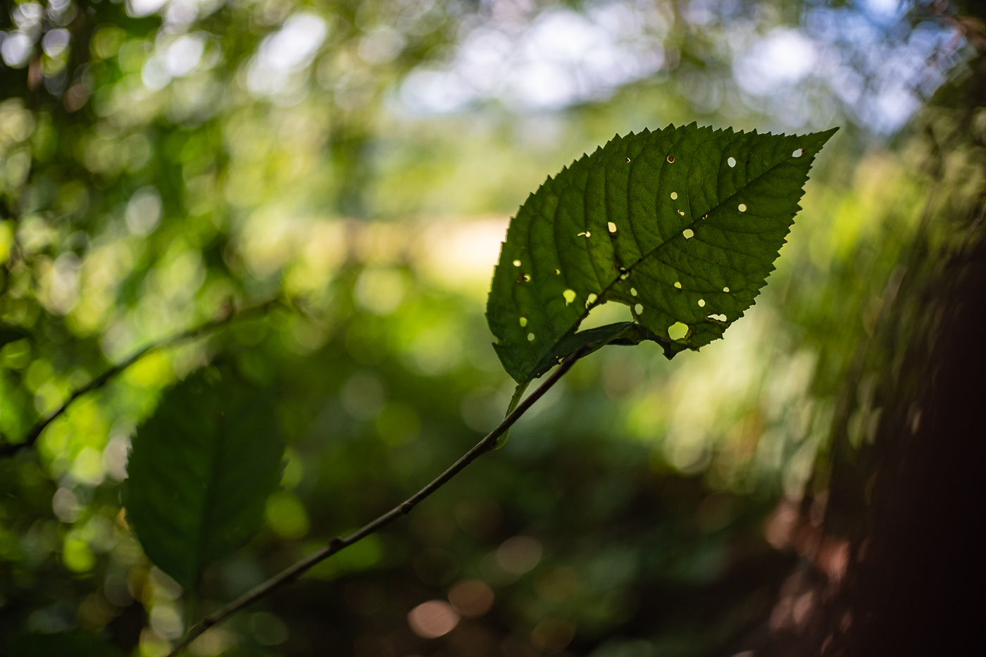 Waldlicht