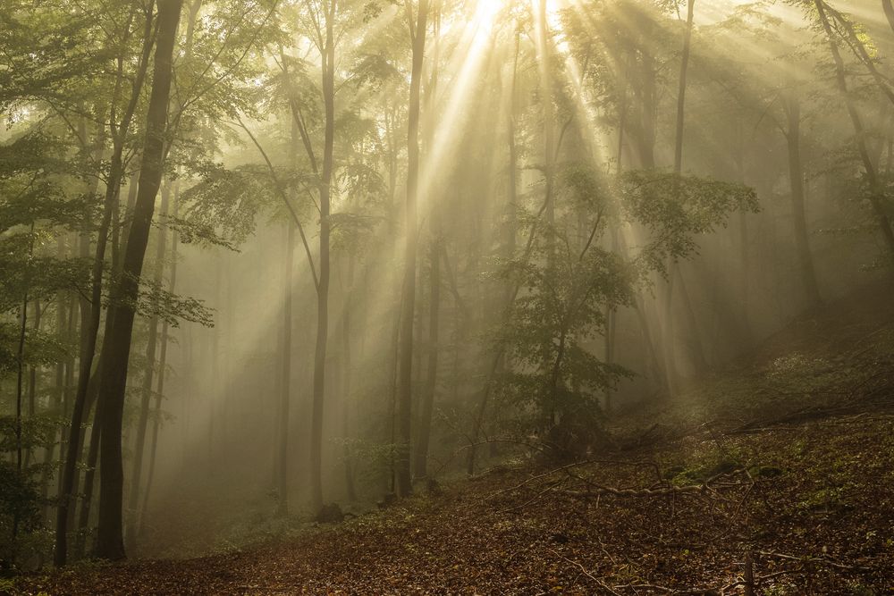 Waldlicht