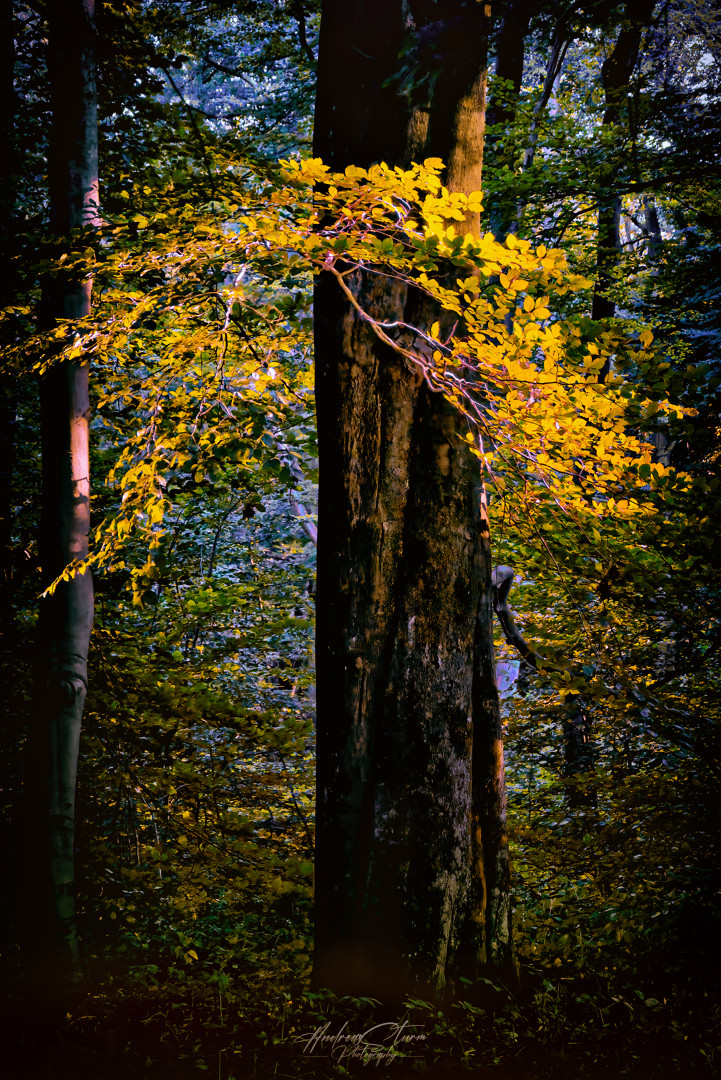 Waldlicht