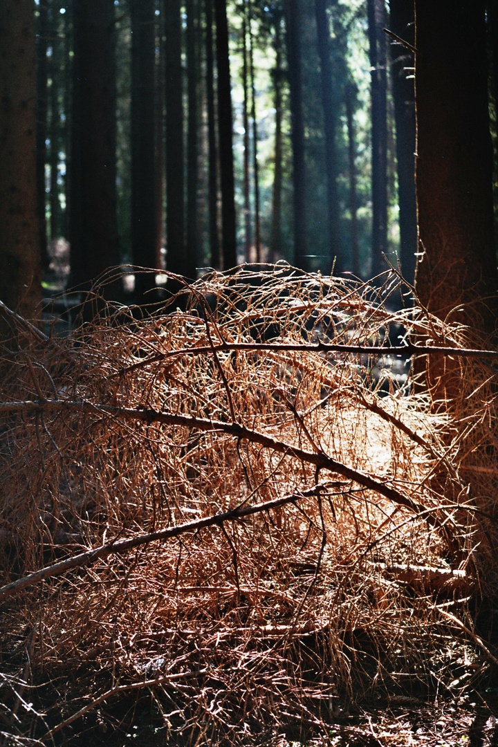 Waldlicht