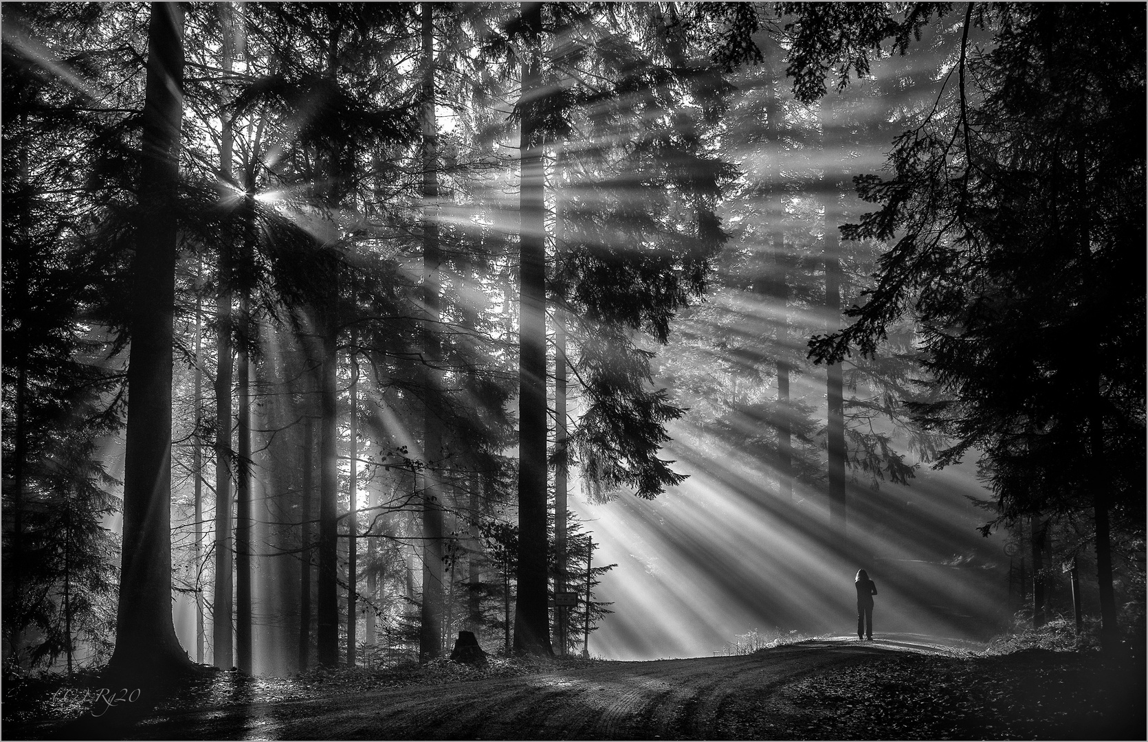 wald.licht