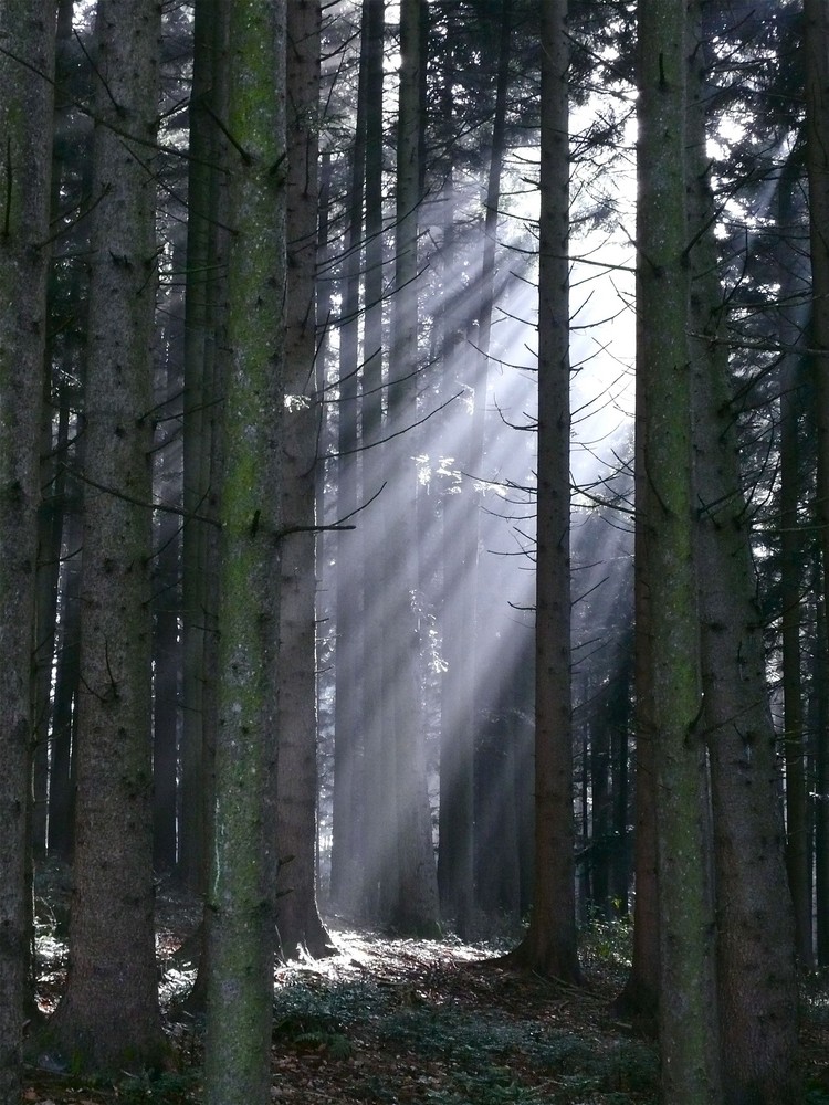 Waldlicht