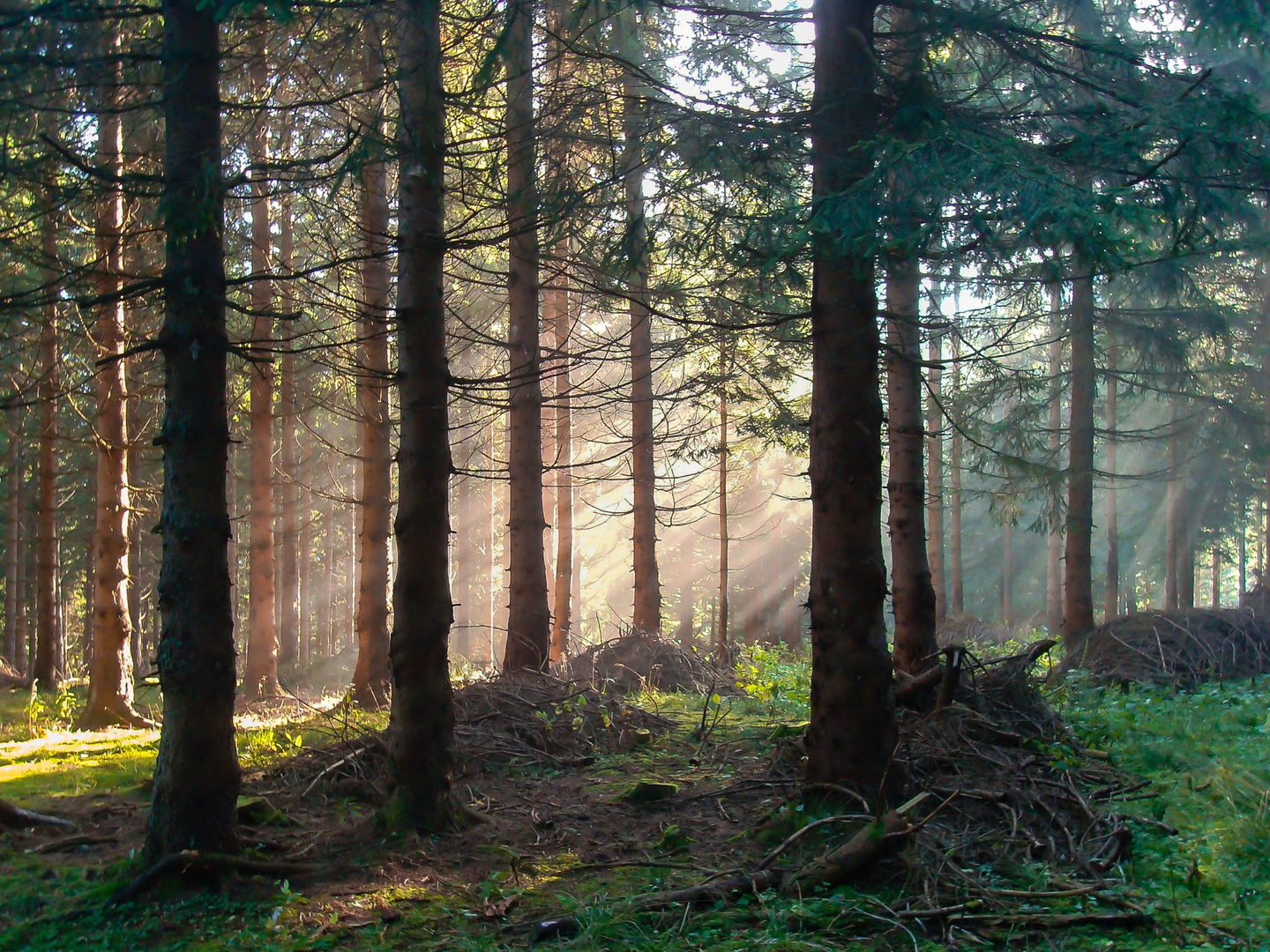 Wald&Licht