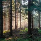 Wald&Licht