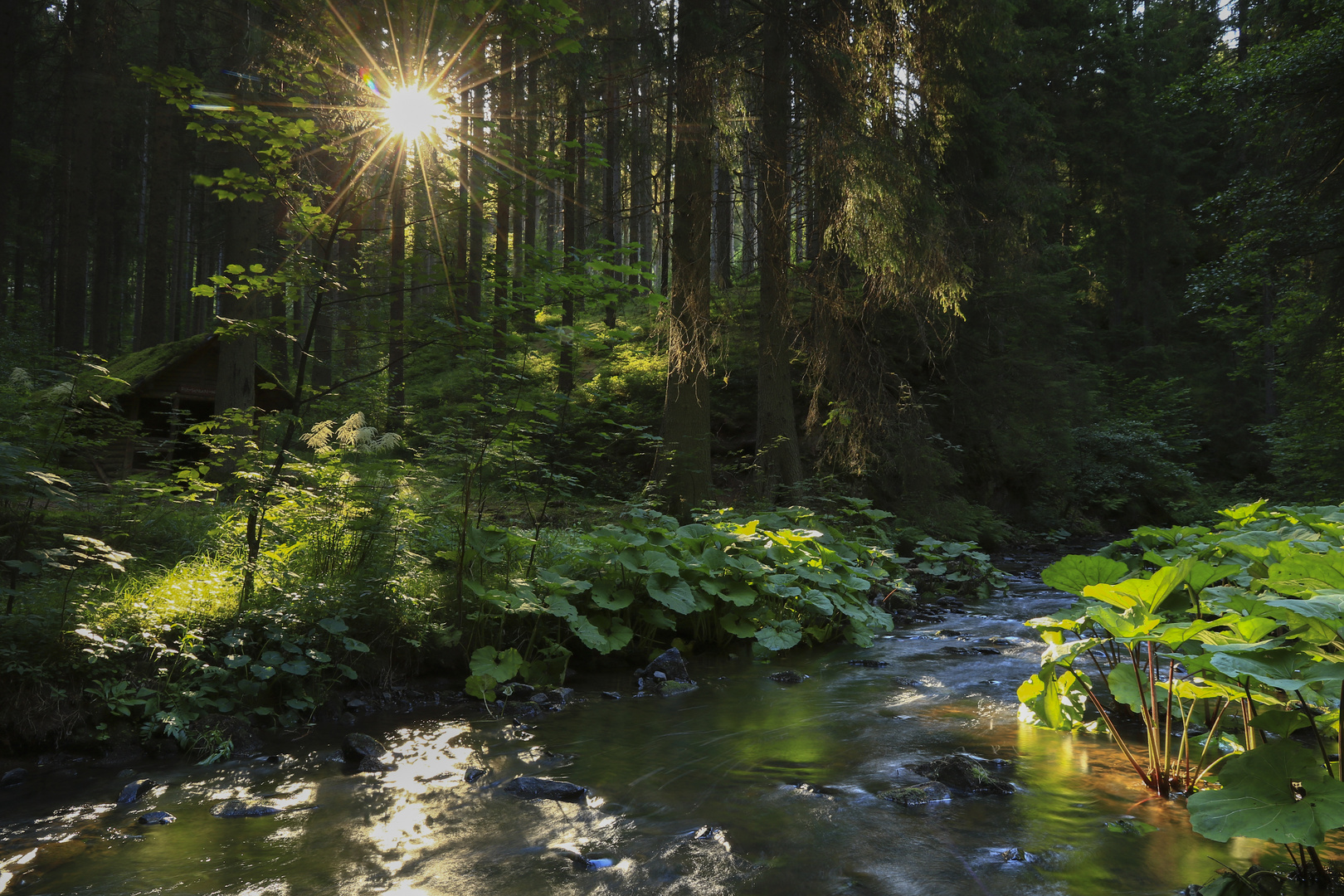 Waldlicht