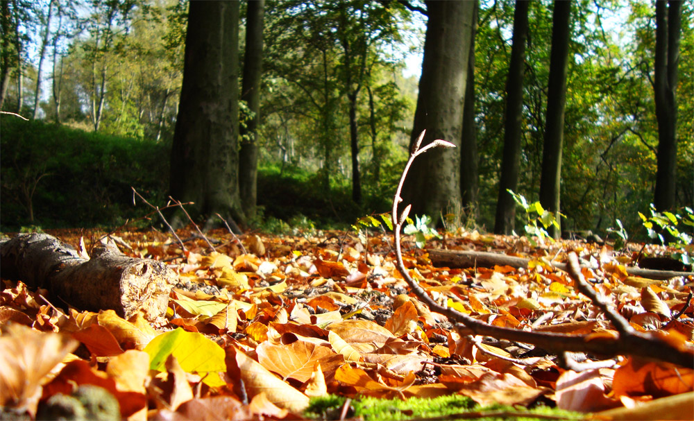 Waldlicht