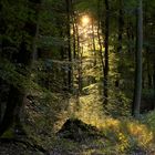 Waldlicht