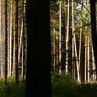 Waldlicht