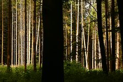 Waldlicht