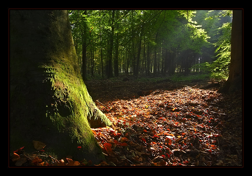 Waldlicht