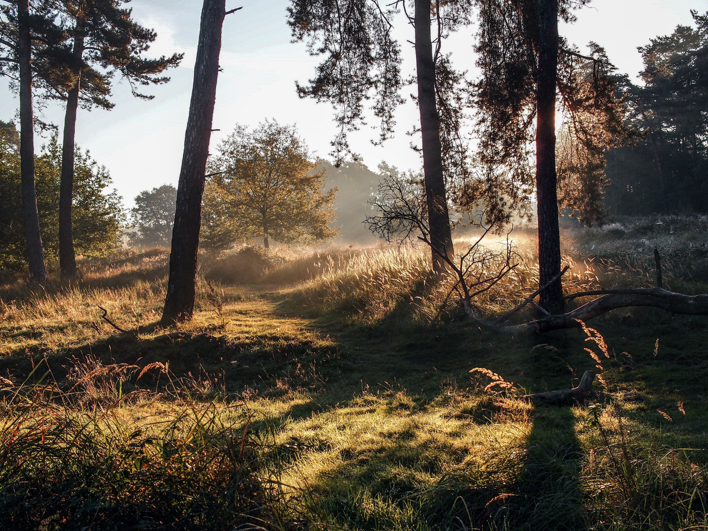 Waldlicht