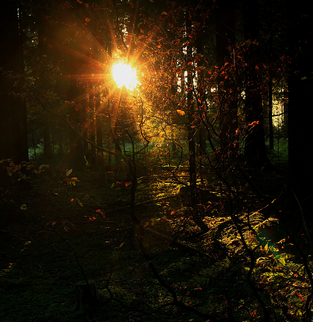 Waldlicht im Herbst