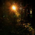 Waldlicht im Herbst