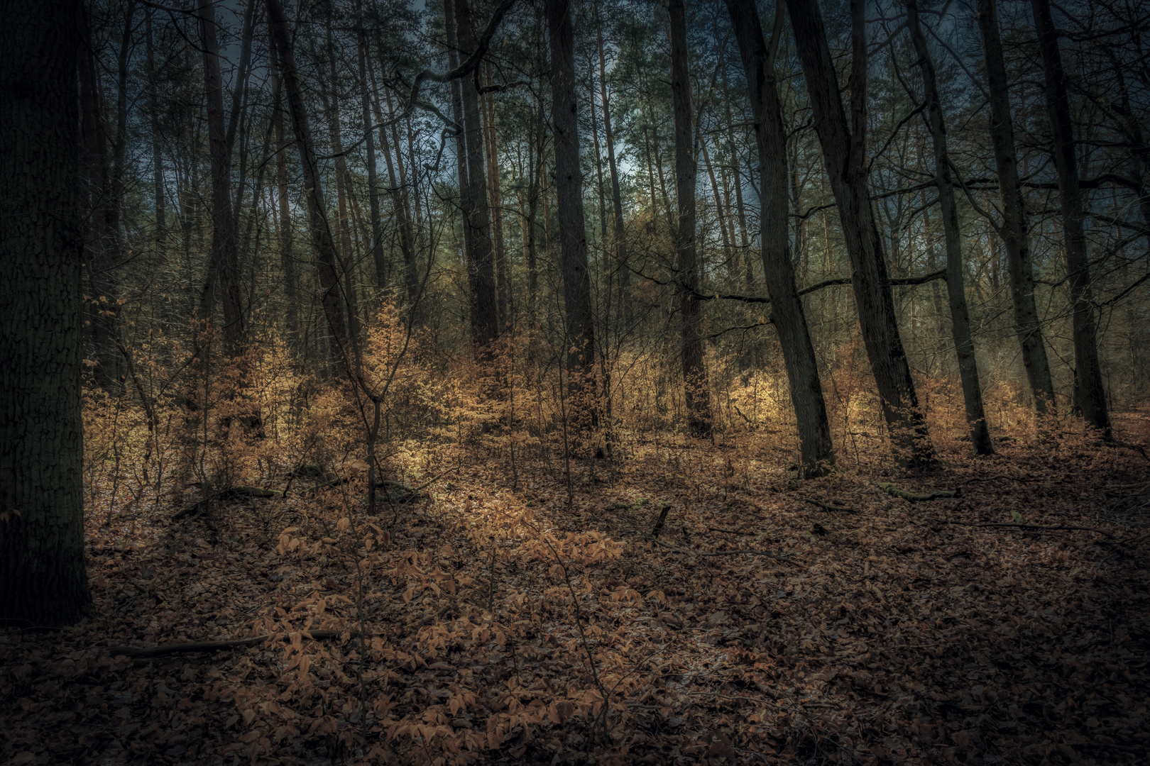 Waldlicht - wenn der Frühling nicht mehr weit ist.