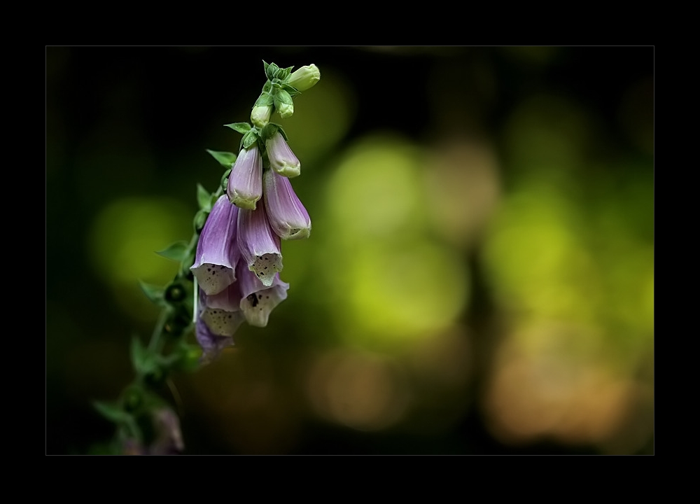 Wald(Licht)2