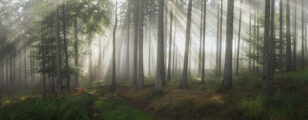 Waldlichtbühne ;-)