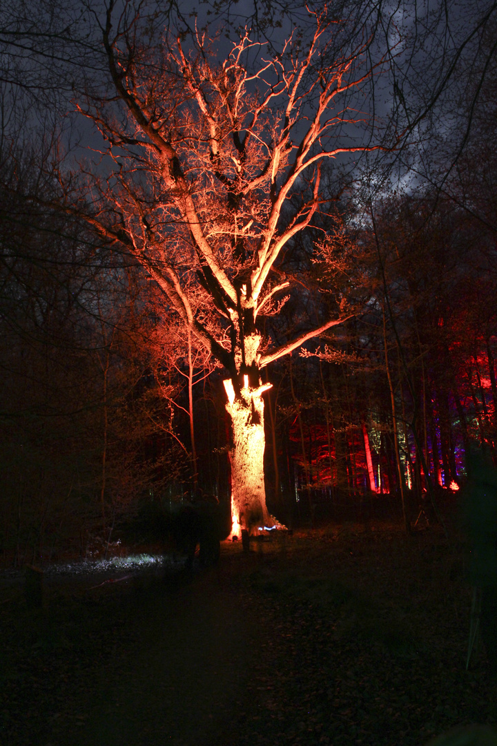 Waldlichter 2011