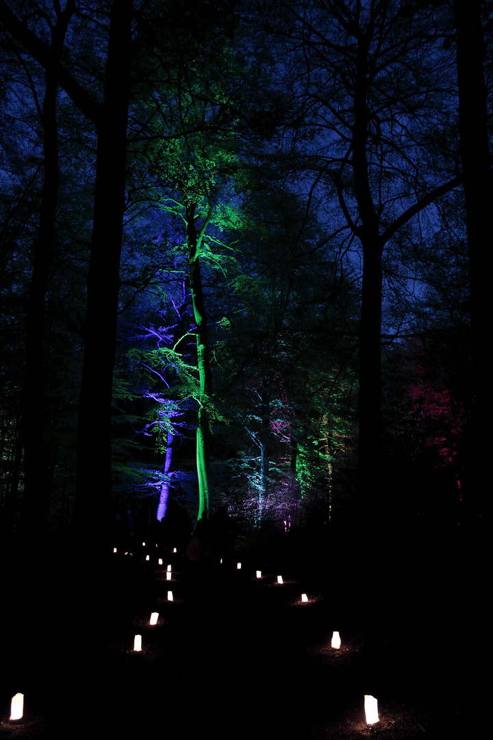 Waldlichter 2012