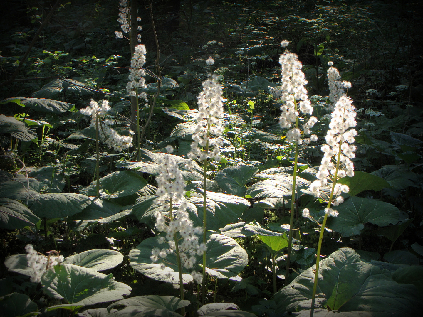 Waldlichter