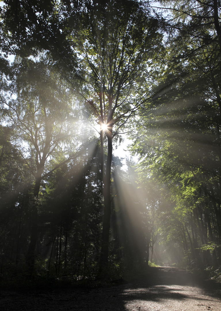 Waldlichter