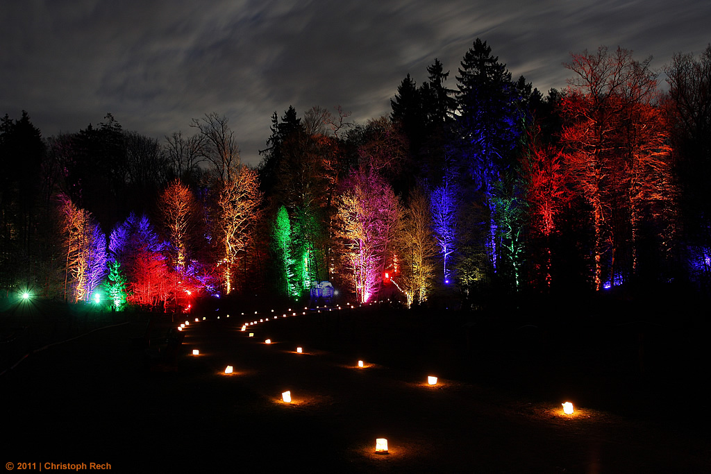 Waldlichter im Wildwald Vosswinkel