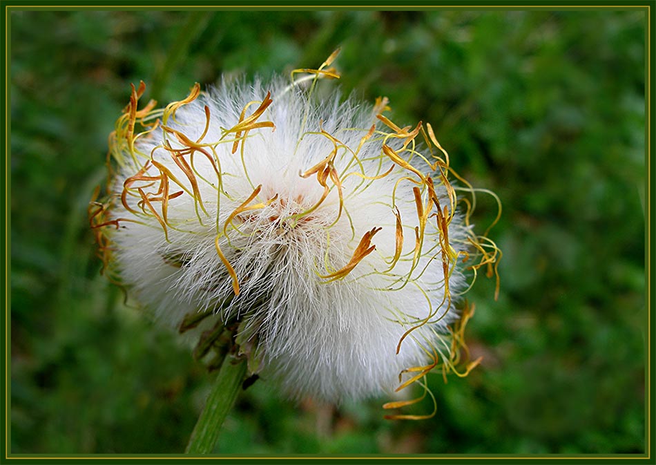 Waldlichtlein