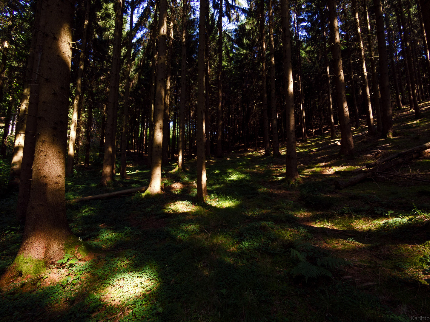 Waldlichtpunkte